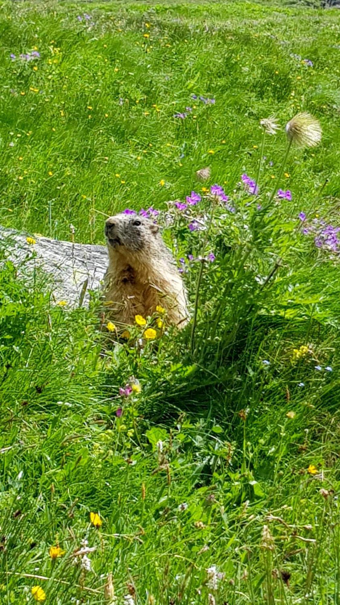 Aux Portes Du Parc National De La Vanoise Appartement Termignon Val Cenis Avec Wifi Εξωτερικό φωτογραφία